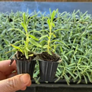 Set of 2 Munstead Lavender Live Plant Plugs - 3-6