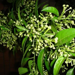 Set of 2 Night Blooming Jasmine Starter Plants - 3-8" Tall - Fragrant Evergreen Shrub - Image 2