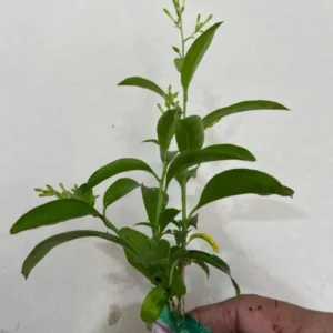 Set of 2 Night Blooming Jasmine Starter Plants - 3-8