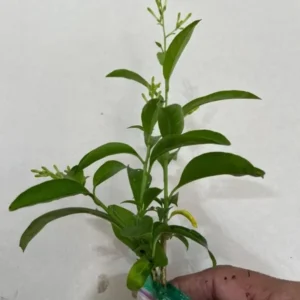 Set of 2 Night Blooming Jasmine Starter Plants - 3-8