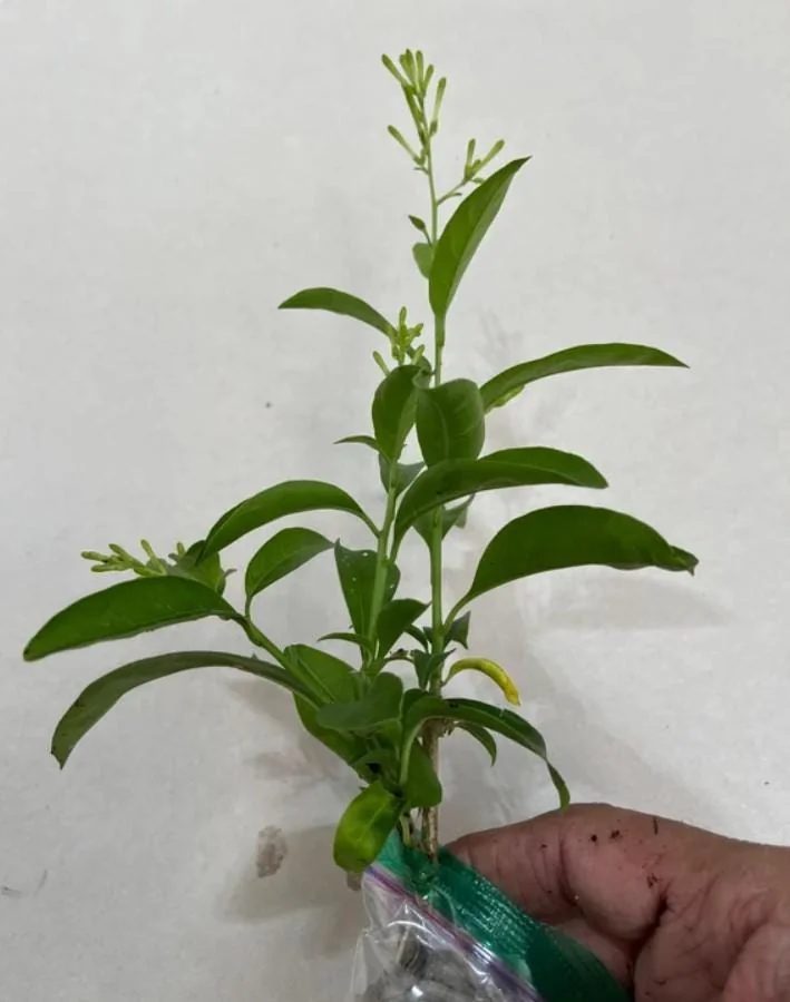 Set of 2 Night Blooming Jasmine Starter Plants - 3-8" Tall - Fragrant Evergreen Shrub - Image 4