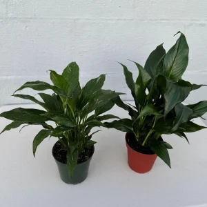 Set of 2 Peace Lily Live Plant - 4 inch Grow Pot - Spathiphyllum Domino - Air Purifying Indoor Houseplant - Image 2