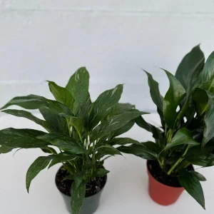 Set of 2 Peace Lily Live Plant - 4 inch Grow Pot - Spathiphyllum Domino - Air Purifying Indoor Houseplant - Image 3