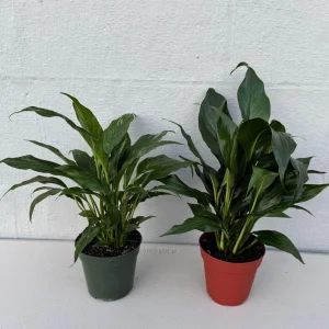 Set of 2 Peace Lily Live Plant - 4 inch Grow Pot - Spathiphyllum Domino - Air Purifying Indoor Houseplant - Image 1