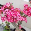 Set of 2 Pink Desert Rose Live Plant - 3-6" Tall Starter - Adenium Obesum - Image 1