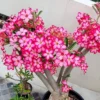 Set of 2 Pink Desert Rose Live Plant - 3-6" Tall Starter - Adenium Obesum - Image 1
