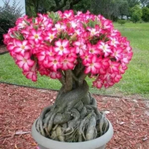 Set of 2 Pink Desert Rose Live Plant - 3-6" Tall Starter - Adenium Obesum - Image 2