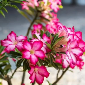 Set of 2 Pink Desert Rose Live Plant - 3-6