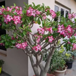 Set of 2 Pink Desert Rose Live Plant - 3-6