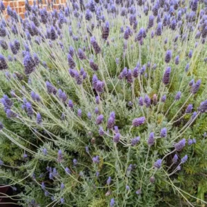 Set of 2 Provence Lavender Live Plant Plugs - 3-6