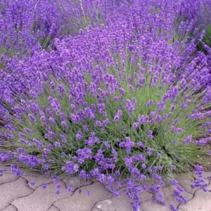 Set of 2 Provence Lavender Live Plant Plugs - 3-6