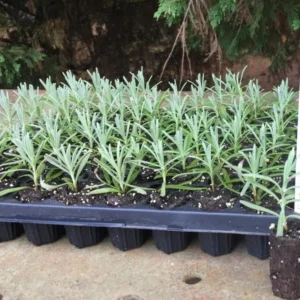 Set of 2 Provence Lavender Live Plant Plugs - 3-6