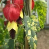 Set of 2 Variegated Abutilon Chinese Lantern Live Starter Plants - 4-8" Tall - 3" Pot - Bell Hibiscus - Image 1