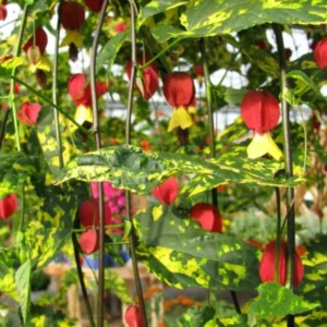 Set of 2 Variegated Abutilon Chinese Lantern Live Starter Plants - 4-8" Tall - 3" Pot - Bell Hibiscus - Image 2