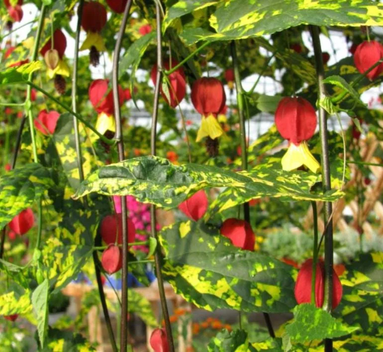 Set of 2 Variegated Abutilon Chinese Lantern Live Starter Plants - 4-8" Tall - 3" Pot - Bell Hibiscus - Image 2