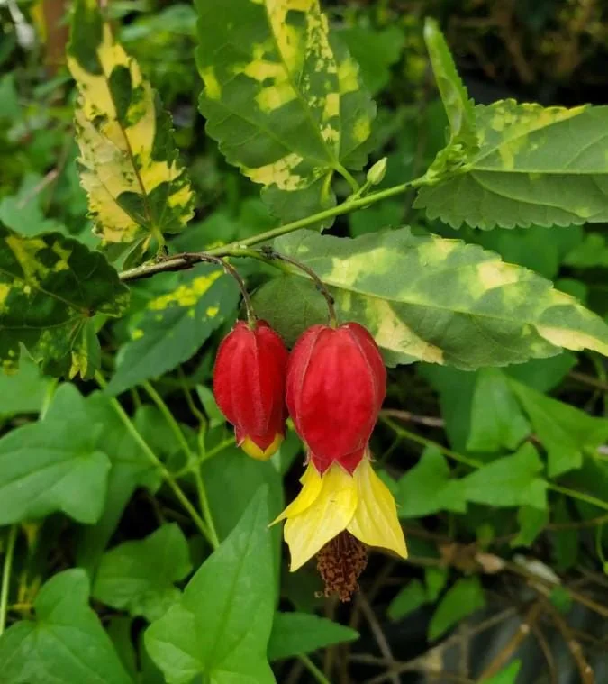 Set of 2 Variegated Abutilon Chinese Lantern Live Starter Plants - 4-8" Tall - 3" Pot - Bell Hibiscus - Image 3