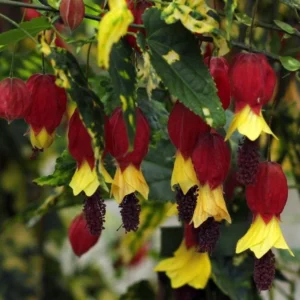 Set of 2 Variegated Abutilon Chinese Lantern Live Starter Plants - 4-8