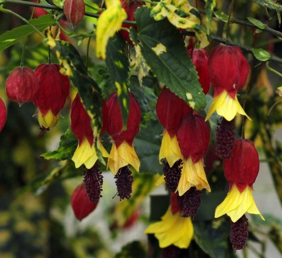 Set of 2 Variegated Abutilon Chinese Lantern Live Starter Plants - 4-8" Tall - 3" Pot - Bell Hibiscus - Image 4