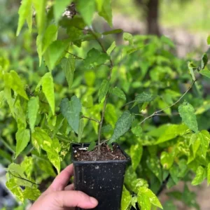 Set of 2 Variegated Abutilon Chinese Lantern Live Starter Plants - 4-8