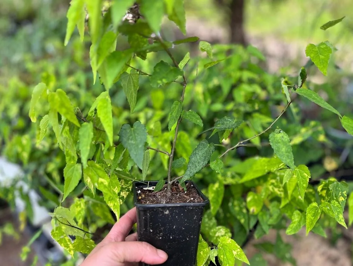 Set of 2 Variegated Abutilon Chinese Lantern Live Starter Plants - 4-8" Tall - 3" Pot - Bell Hibiscus - Image 5