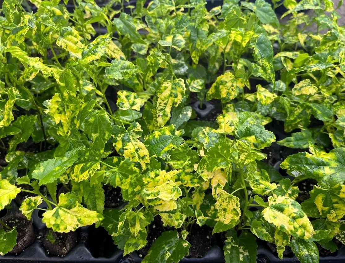 Set of 2 Variegated Abutilon Chinese Lantern Live Starter Plants - 4-8" Tall - 3" Pot - Bell Hibiscus - Image 6