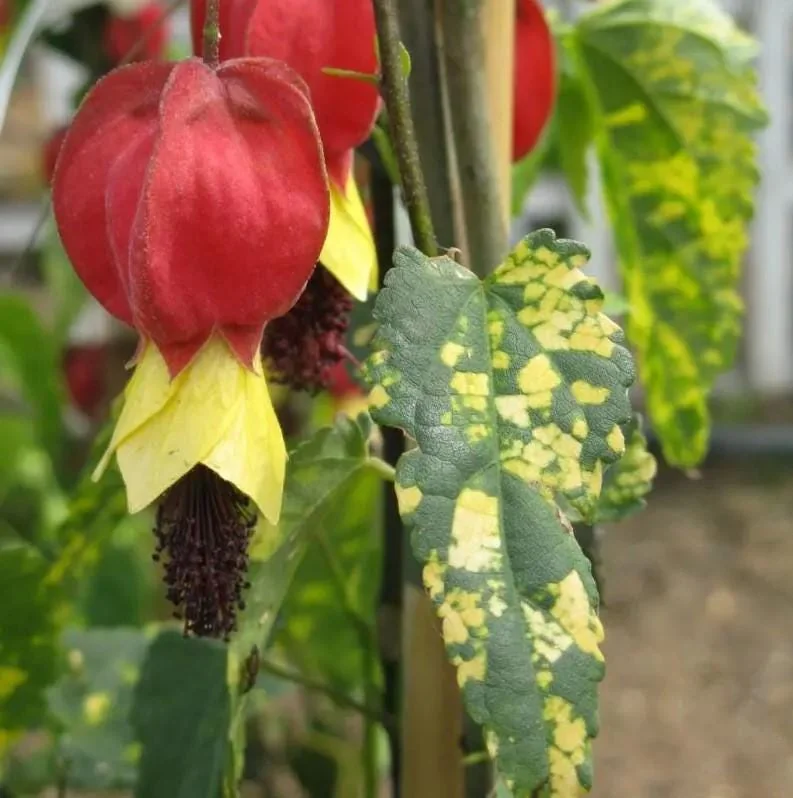Set of 2 Variegated Abutilon Chinese Lantern Live Starter Plants - 4-8" Tall - 3" Pot - Bell Hibiscus - Image 1