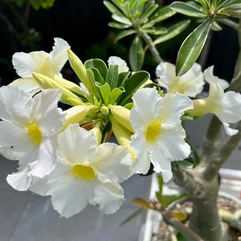Set of 2 White Desert Rose Live Starter Plant - 3-6" Tall Adenium Obesum Succulent - Image 1