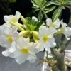 Set of 2 White Desert Rose Live Starter Plant - 3-6" Tall Adenium Obesum Succulent - Image 1