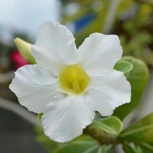 Set of 2 White Desert Rose Live Starter Plant - 3-6