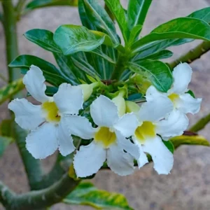 Set of 2 White Desert Rose Live Starter Plant - 3-6