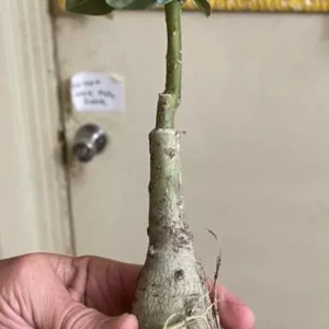 Set of 2 White Desert Rose Live Starter Plant - 3-6