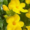 Set of 2 Yellow Mandevilla Starter Plants 4-6" Tall - Tropical Vine - Image 1