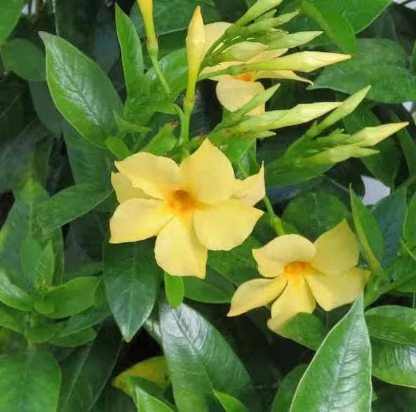 Set of 2 Yellow Mandevilla Starter Plants 4-6" Tall - Tropical Vine - Image 3