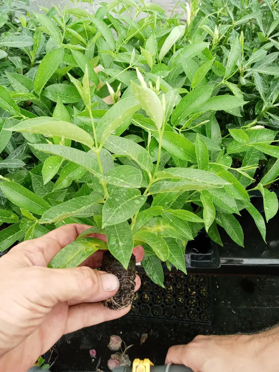 Set of 2 Yellow Mandevilla Starter Plants 4-6" Tall - Tropical Vine - Image 4