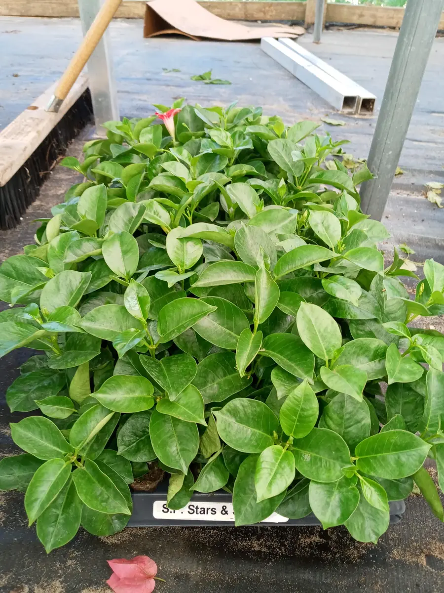 Set of 2 Yellow Mandevilla Starter Plants 4-6" Tall - Tropical Vine - Image 5