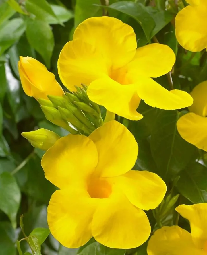 Set of 2 Yellow Mandevilla Starter Plants 4-6" Tall - Tropical Vine - Image 1