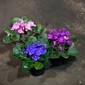 Set of 3 African Violet Live Plants in 4