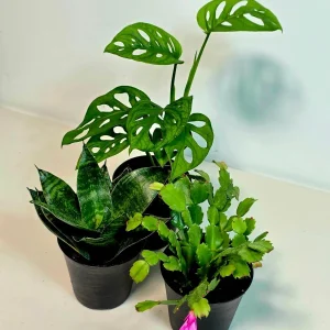 Set of 3 Indoor House Plants Live Plant Bundle – 4 Inch Decorative Pot – Easy Care Air Purifying - Image 4