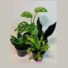 Set of 3 Indoor Plants – Assorted Easy Care Houseplants – 4-inch Pot Bundle - Image 1
