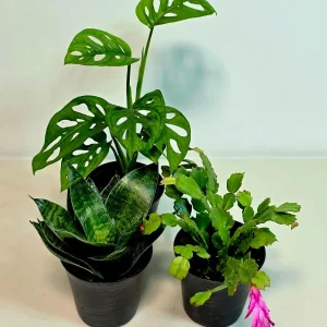 Set of 3 Indoor Plants – Assorted Easy Care Houseplants – 4-inch Pot Bundle - Image 5