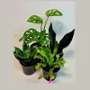 Set of 3 Indoor Plants in 4 inch Pot - Assorted Houseplants Bundle - Pet Safe Live Plants - Image 1