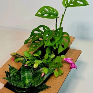 Set of 3 Indoor Plants in 4 inch Pot - Assorted Houseplants Bundle - Pet Safe Live Plants - Image 3