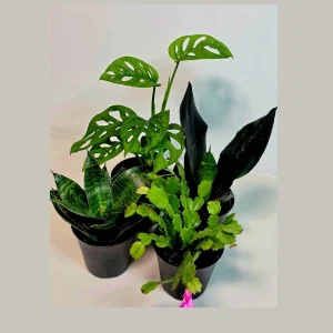Set of 3 Indoor Plants in 4 inch Pot - Assorted Houseplants Bundle - Pet Safe Live Plants - Image 1