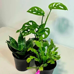 Set of 3 Indoor Plants in 4 inch Pot - Assorted Houseplants Bundle - Pet Safe Live Plants - Image 6
