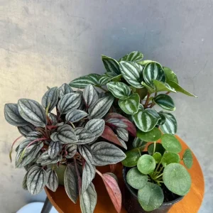 Set of 3 Peperomia Live Plants - Assorted 4 inch Potted Houseplants for Indoors - Image 2