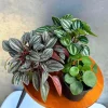 Set of 3 Peperomia Live Plants - Assorted 4 inch Potted Houseplants for Indoors - Image 1