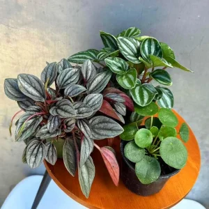 Set of 3 Peperomia Live Plants - Assorted 4 inch Potted Houseplants for Indoors - Image 1