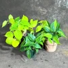 Set of 3 Philodendron Live Plants in 4" Nursery Pots - Brazil, Jade, Lemon Lime - Indoor Houseplant - Image 1