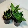 Set of 3 Sansevieria Assorted Live Plants 4" Pots - Easy Care Indoor Snake Plants - Image 1
