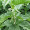 Set of 3 Stinging Nettle Bare Roots - Urtica dioica - Medicinal & Edible Herb Plant for Garden - Image 1